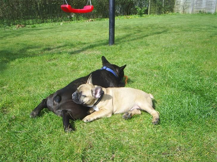 Fransk bulldog Carlos billede 7