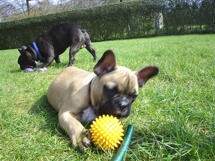 Fransk bulldog Carlos billede 8