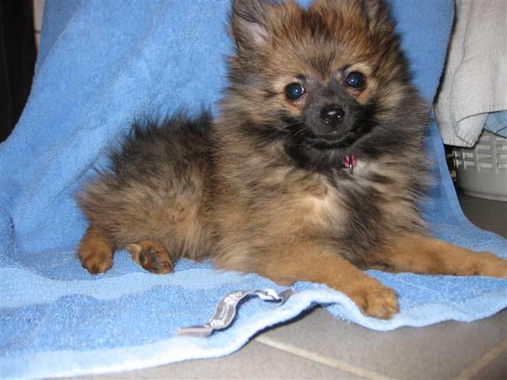 Pomeranian Soffie - 11 uger - Fundet et varmt sted på det varme badeværelsegulv billede 13