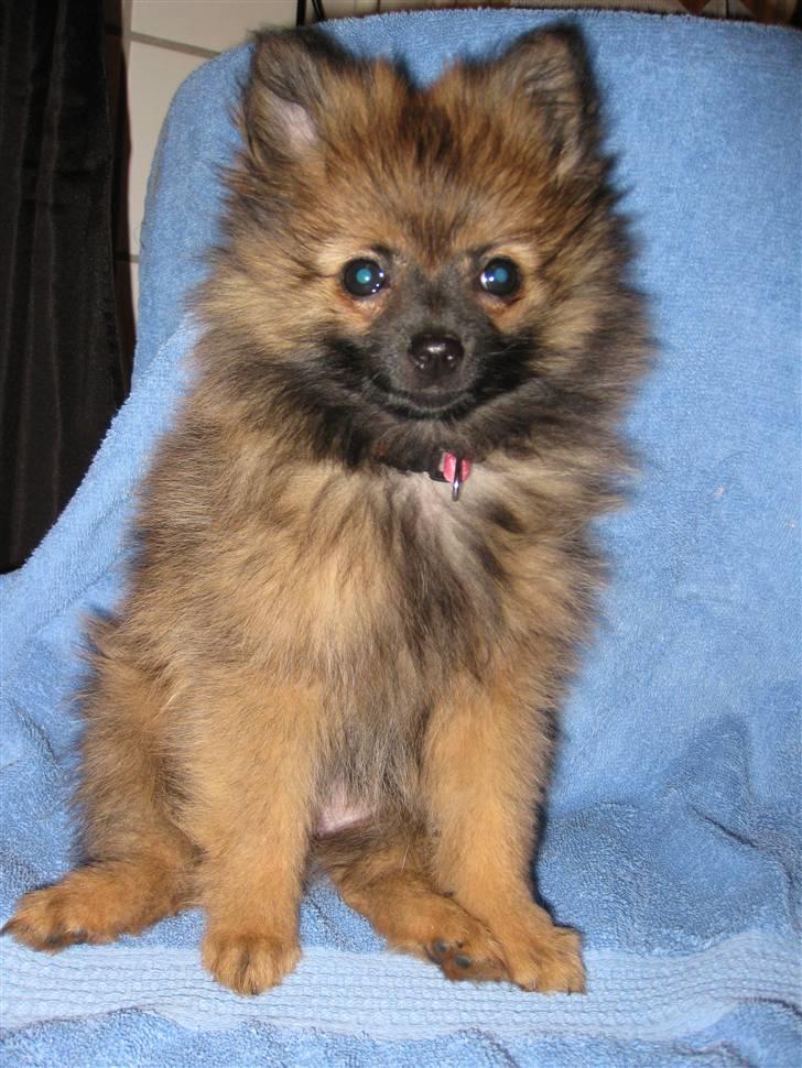 Pomeranian Soffie - 11 uger - Fundet et varmt sted på det varme badeværelsegulv billede 14