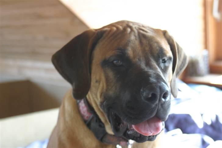 Boerboel RATHMANNS NUMBI billede 11