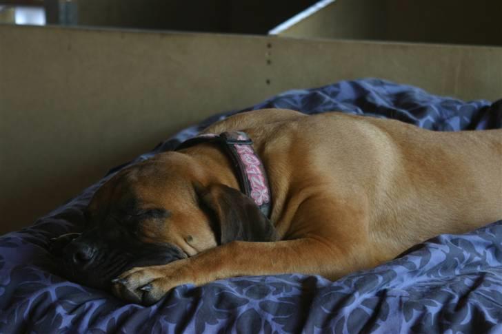 Boerboel RATHMANNS NUMBI billede 12