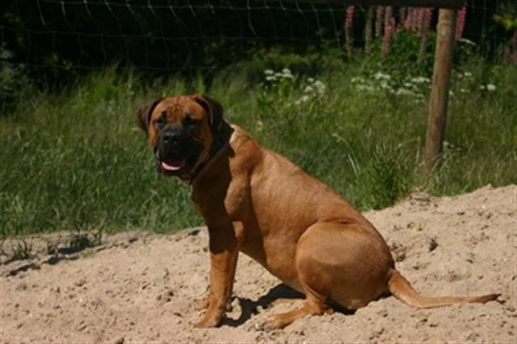 Boerboel RATHMANNS NUMBI billede 13