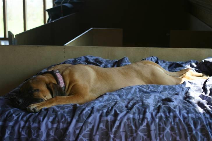 Boerboel RATHMANNS NUMBI billede 14