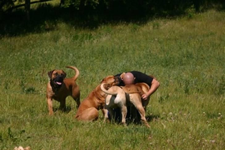Boerboel RATHMANNS NUMBI billede 15