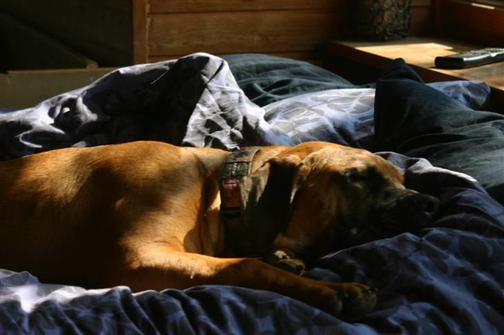 Boerboel RATHMANNS NUMBI billede 16