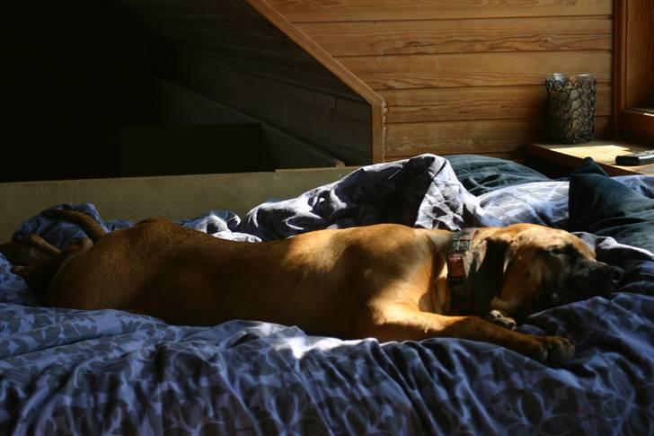 Boerboel RATHMANNS NUMBI billede 17