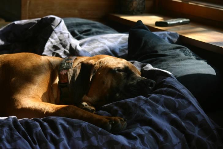 Boerboel RATHMANNS NUMBI billede 18