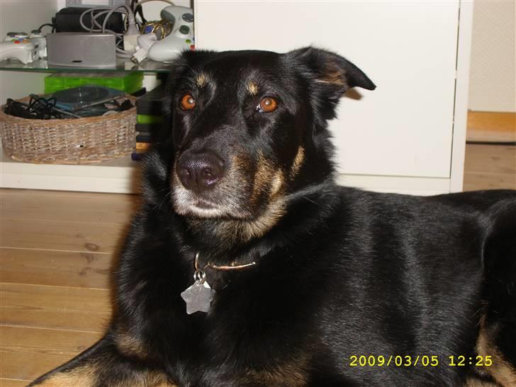 Blanding af racer Simba billede 1