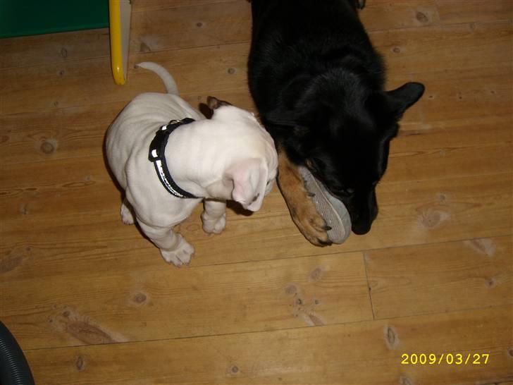 Blanding af racer Simba billede 2