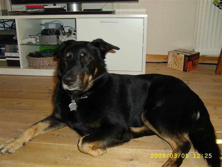 Blanding af racer Simba billede 3