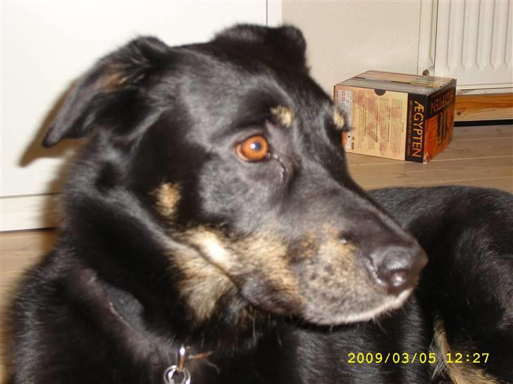 Blanding af racer Simba billede 4