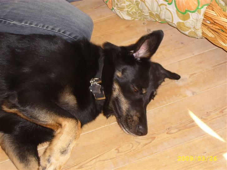 Blanding af racer Simba billede 5