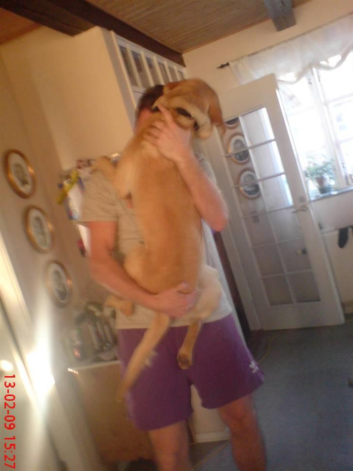 Labrador retriever Hector - hector tror han er en chiwhawha:) billede 6