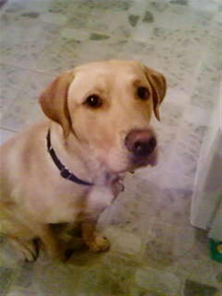 Labrador retriever Hector - den smukkeste hund<3 billede 7