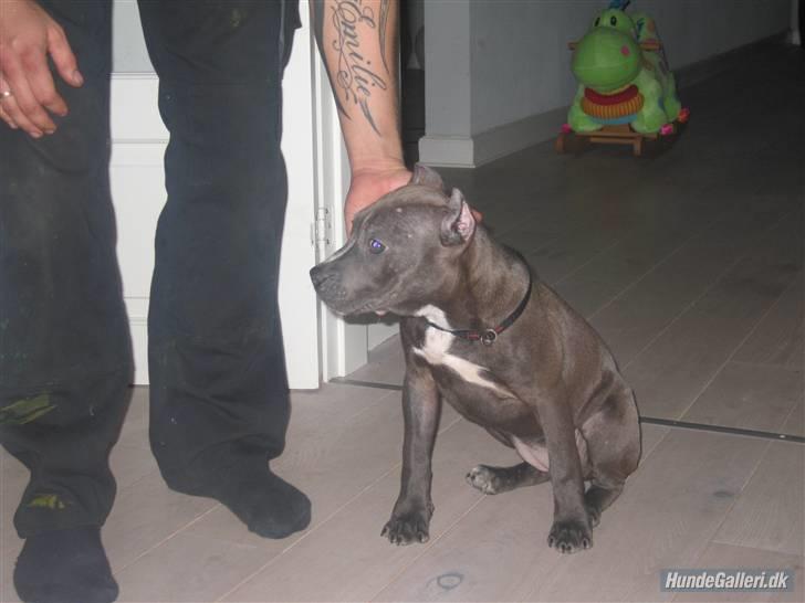 Amerikansk staffordshire terrier Speedy *R.I.P*<3 billede 8