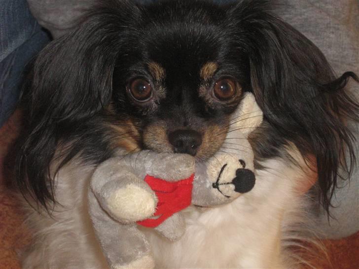 Phalene Zita - Søde søde Zita <3 billede 1