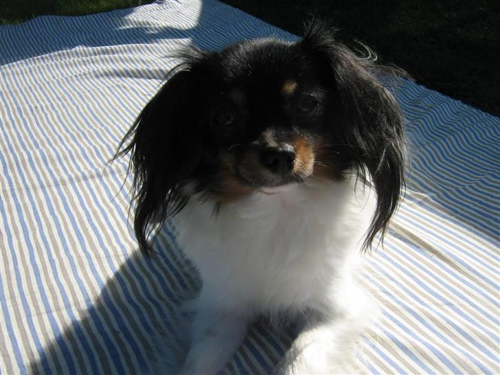 Phalene Zita - Sommerbillede af søde Zita i haven 2008 billede 2