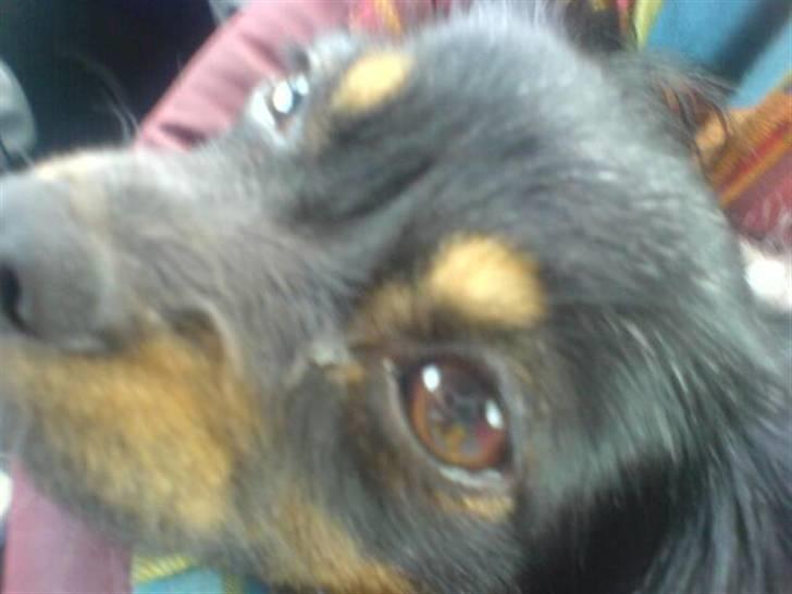 Phalene Zita - Zita i sin transport taske :´) billede 3