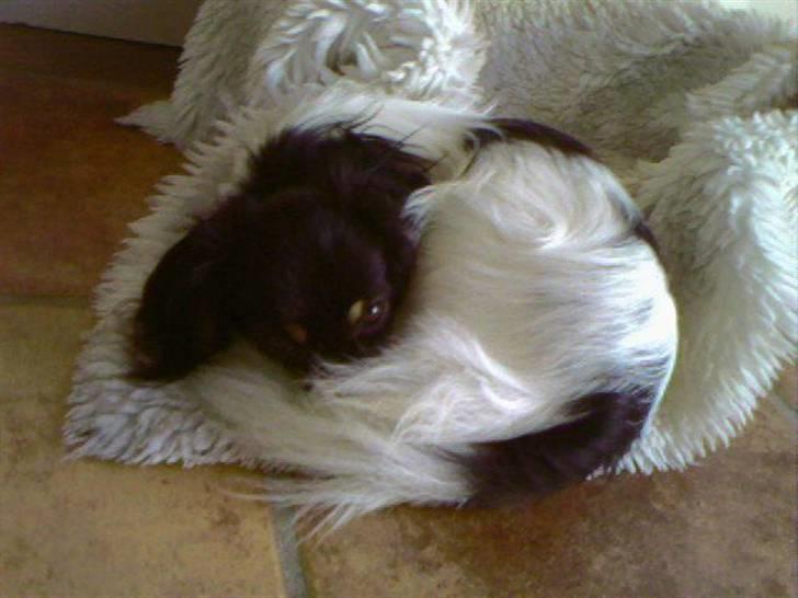 Phalene Zita - Zita når hun ligger og sover sin middags lur :) billede 4