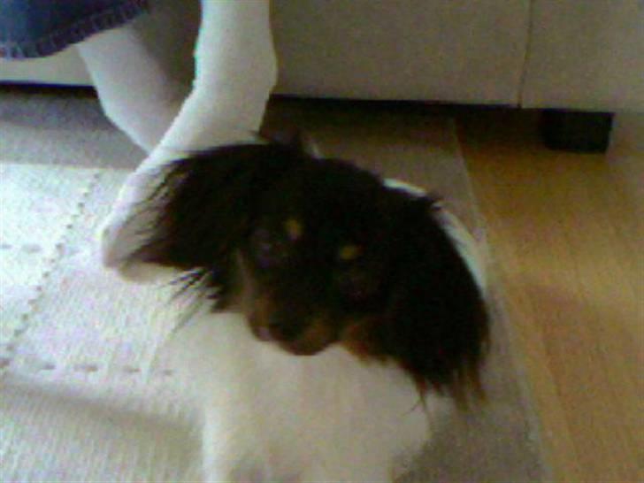 Phalene Zita - J e g   e l s k e r   d i g   l i l l e  Z i t a <´3 billede 5