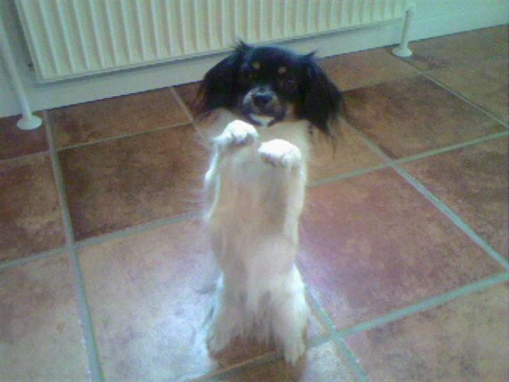 Phalene Zita - Zita som sidder på bagben ( det skal siges hun gør det hele tiden når hun skal charmere) billede 6