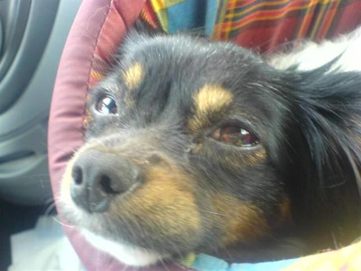 Phalene Zita - elskede Zita :) billede 7