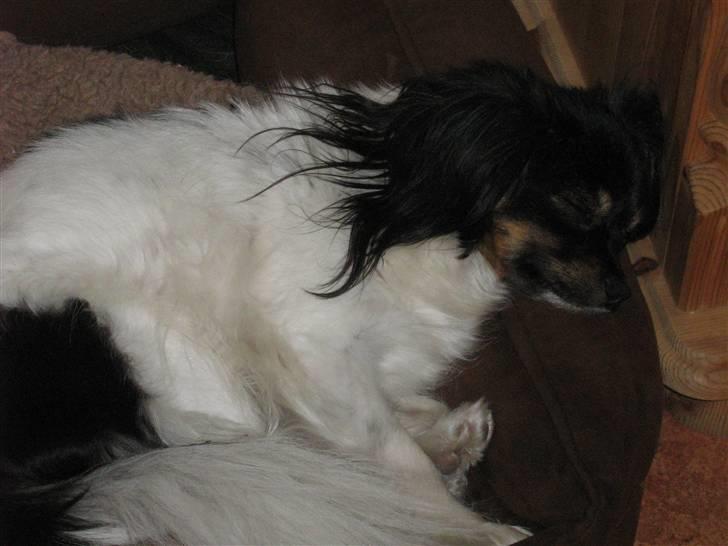 Phalene Zita - Lille zit <3 billede 8