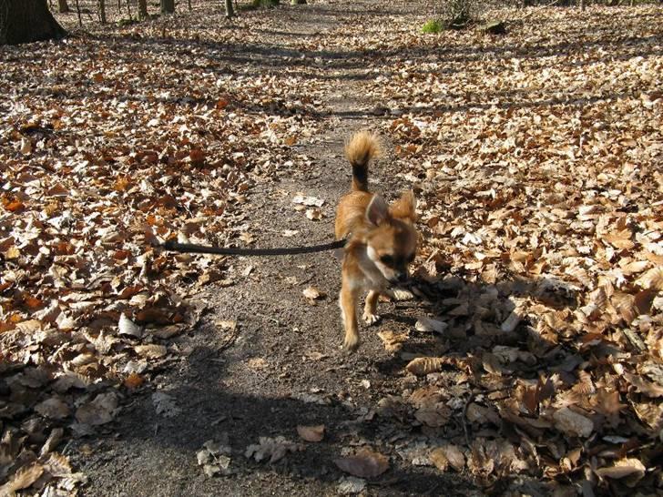 Chihuahua Pequeno....me Joy *ASLAN* - Aslan i skoven. billede 10