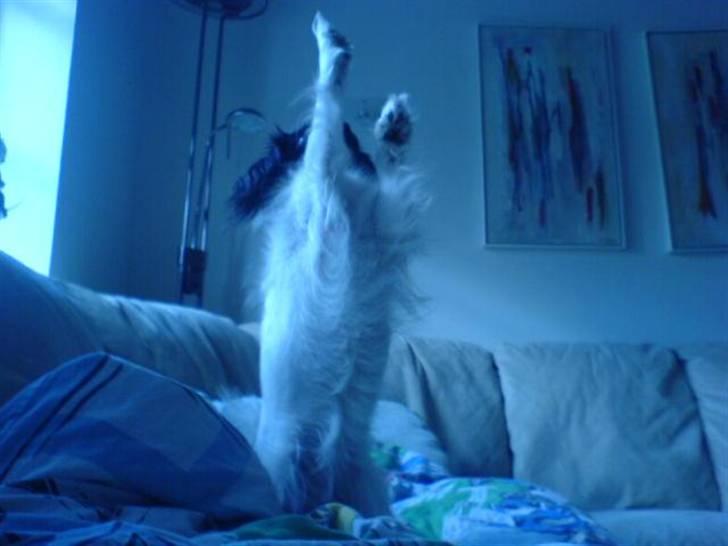 Phalene Zita - Zita på bagben :) billede 9