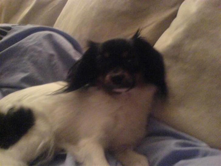 Phalene Zita - Zita i dynen ! billede 12