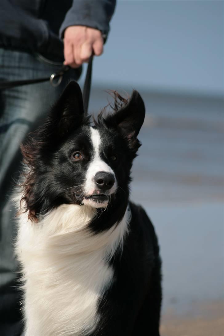Border collie Luske (tidligere Lucca) billede 7