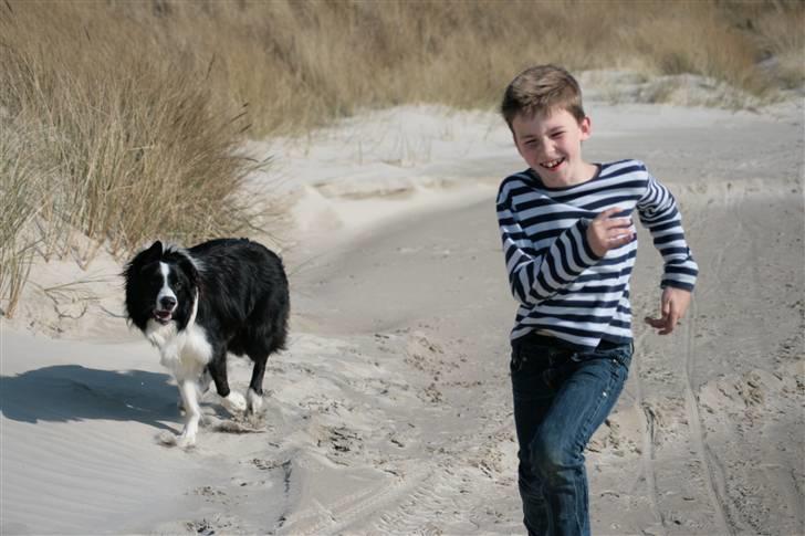 Border collie Luske (tidligere Lucca) billede 8