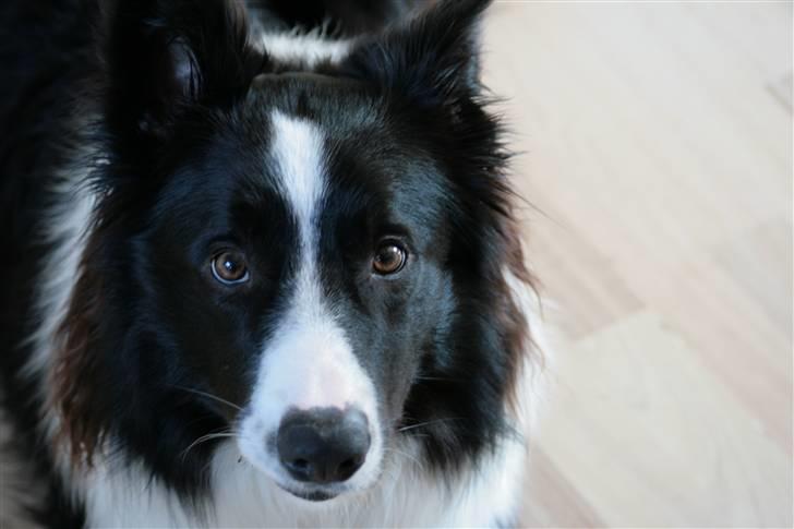 Border collie Luske (tidligere Lucca) billede 9