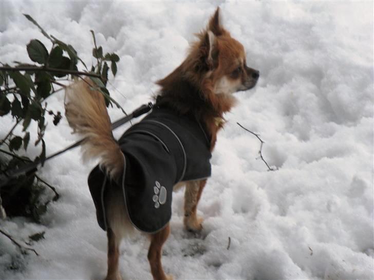 Chihuahua Pequeno....me Joy *ASLAN* - aslan i sneen dec 2009 billede 11