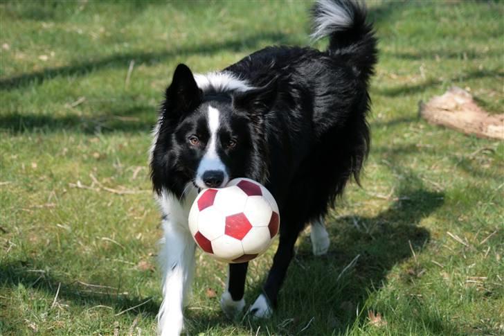 Border collie Luske (tidligere Lucca) billede 10
