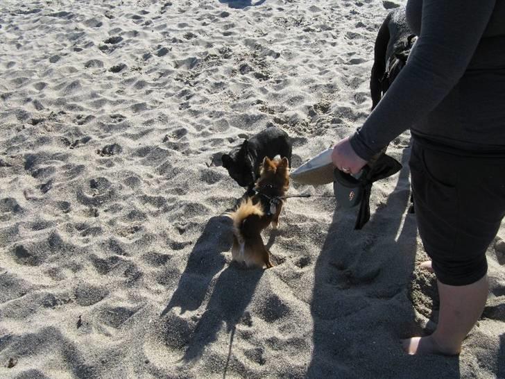 Chihuahua Pequeno....me Joy *ASLAN* - Hunde venner på stranden  billede 12