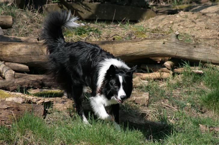 Border collie Luske (tidligere Lucca) billede 11