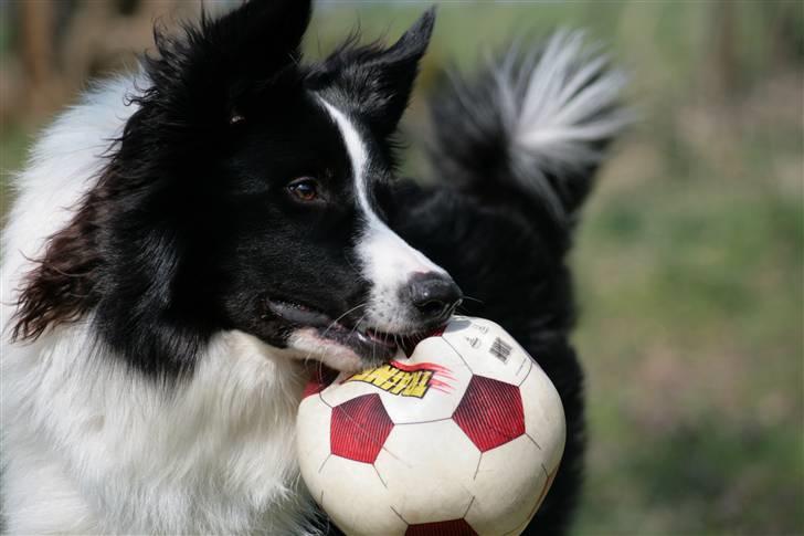 Border collie Luske (tidligere Lucca) billede 12