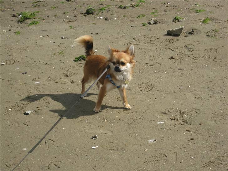 Chihuahua Pequeno....me Joy *ASLAN* - Hunde venner på stranden  billede 13