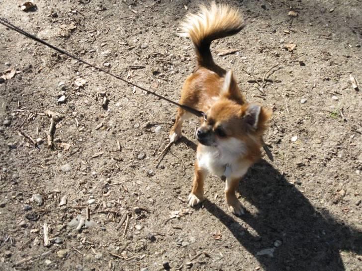 Chihuahua Pequeno....me Joy *ASLAN* - Aslan på stranden. billede 16