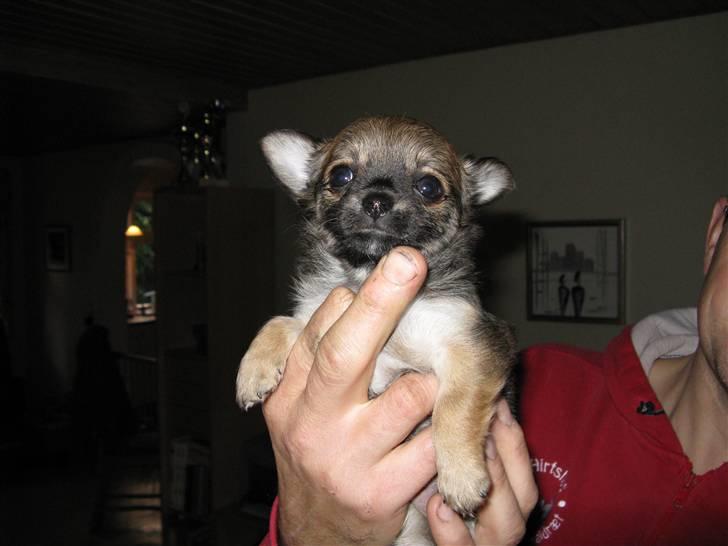 Chihuahua Pequeno....me Joy *ASLAN* - Aslan 5 uger gammel. billede 17