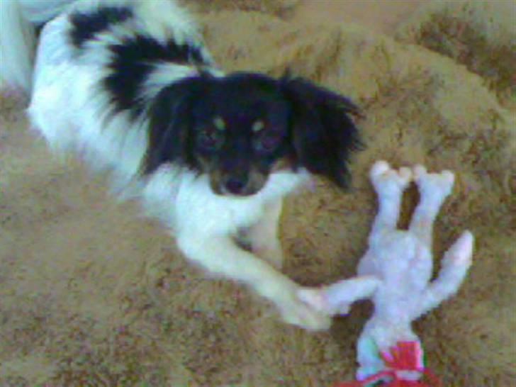 Phalene Zita - zita med sin ynglings bamse :) billede 13