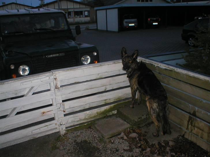Blanding af racer R.I.P Flanhart - Her står jeg på mine fliser så folk troe jeg er stor lidt vagt hund er man vel så giver far sikert i kiks billede 19