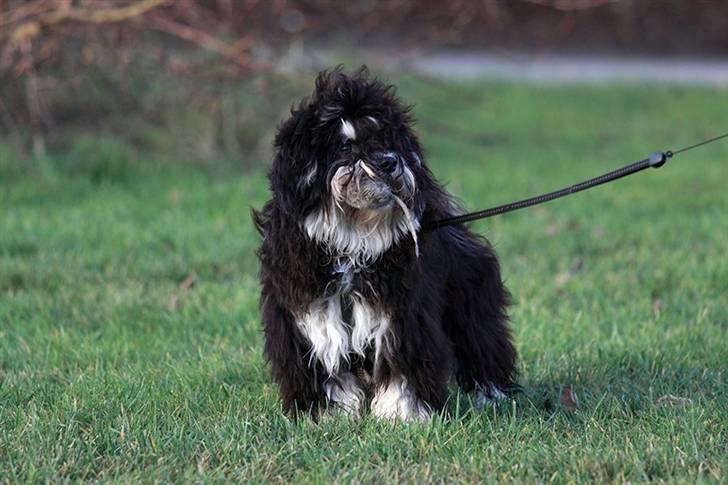 Bichon havanais Terkel billede 10