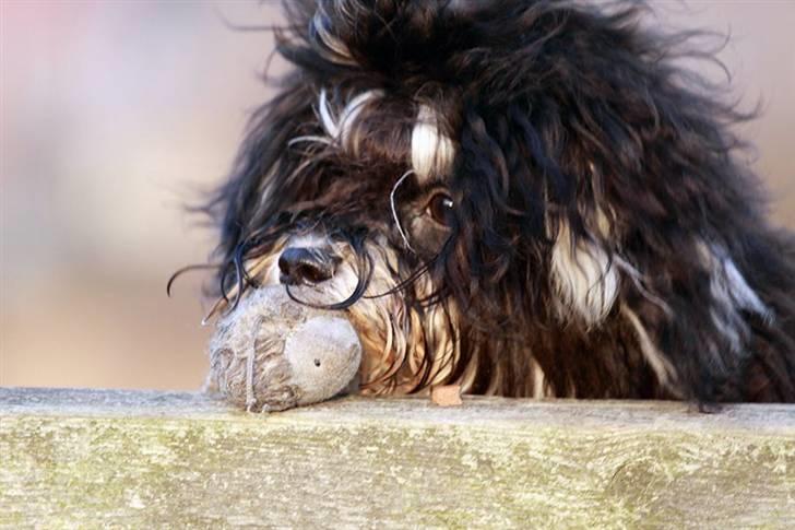 Bichon havanais Terkel billede 12