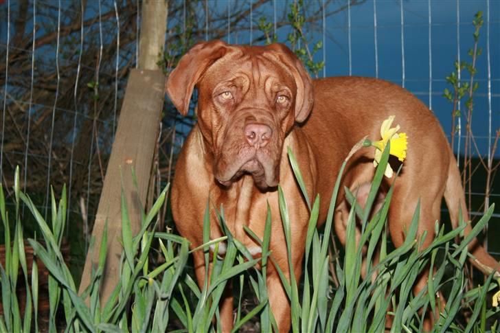 Dogue de bordeaux Ozzy billede 1
