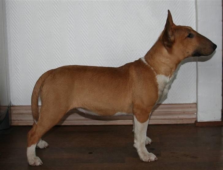 Bullterrier miniature Los Narizotas Miss Biquini aka Queenie billede 8