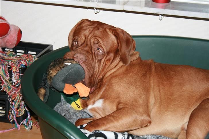 Dogue de bordeaux Ozzy - Passer lige på min næstbedste ven :) billede 2