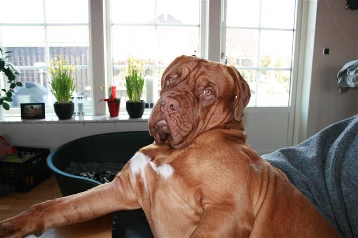 Dogue de bordeaux Ozzy billede 3